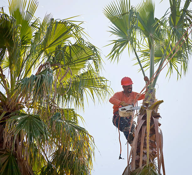 Best Large Tree Removal  in Edmond, OK